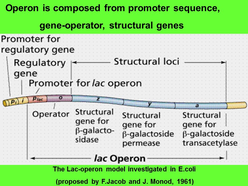 Operon is composed from promoter sequence,  gene-operator, structural genes The Lac-operon model investigated